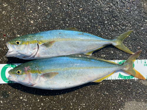 ツバイソの釣果