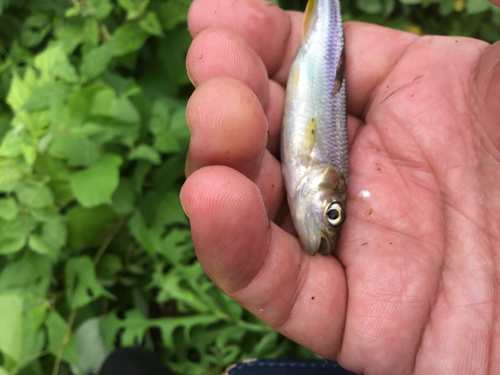 カワムツの釣果