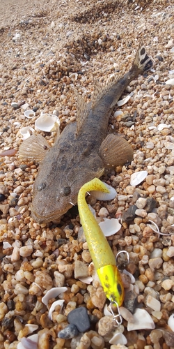 マゴチの釣果