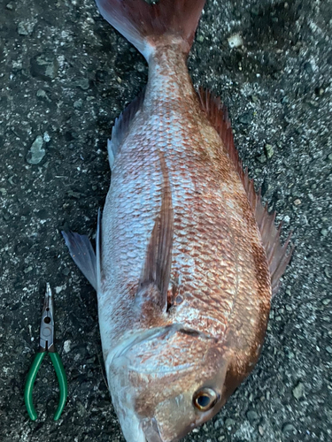 マダイの釣果