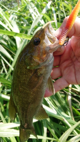 スモールマウスバスの釣果