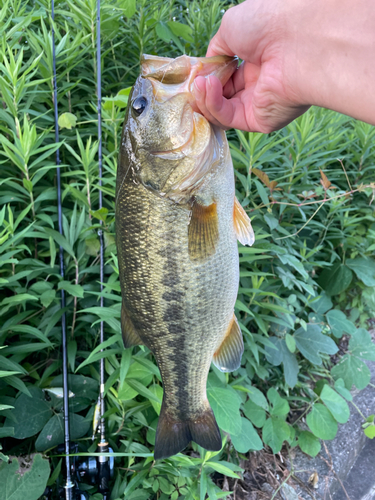 ラージマウスバスの釣果