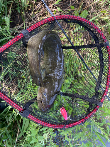 ナマズの釣果