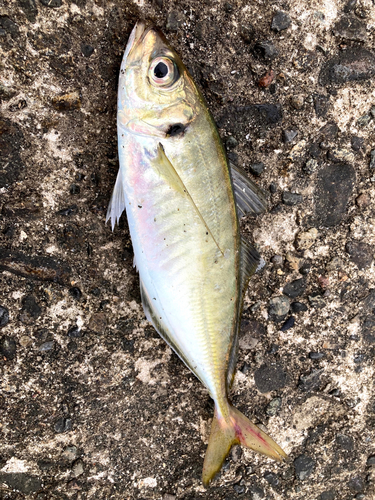 マアジの釣果