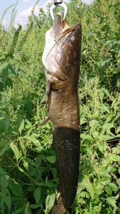 ナマズの釣果