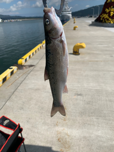 ウグイの釣果