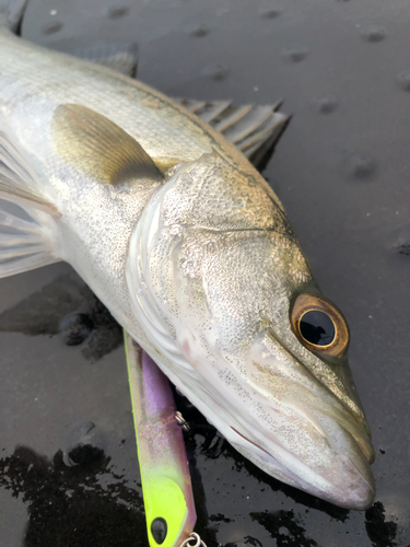 スズキの釣果