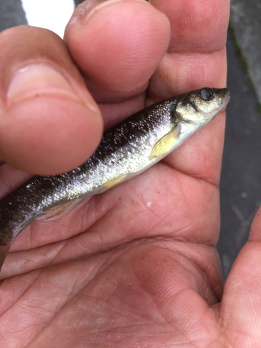 アブラハヤの釣果