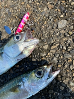 サバの釣果