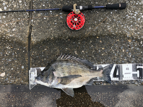 チヌの釣果