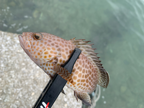 オオモンハタの釣果