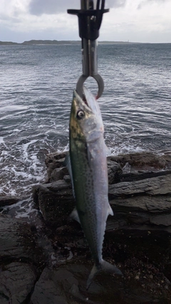 サゴシの釣果