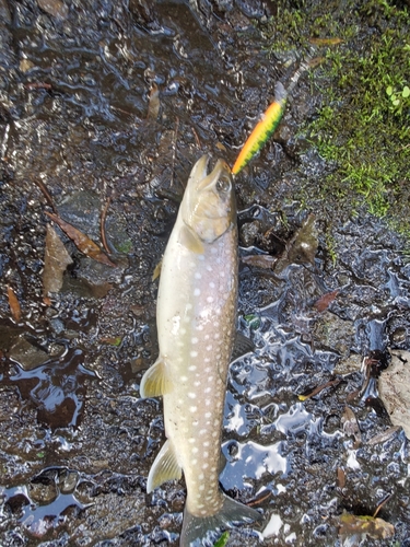 アメマスの釣果