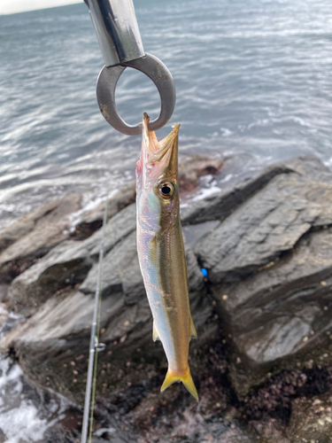 カマスの釣果