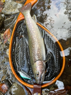 イワナの釣果