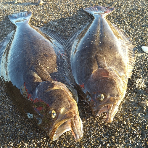 釣果