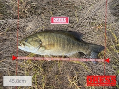 スモールマウスバスの釣果