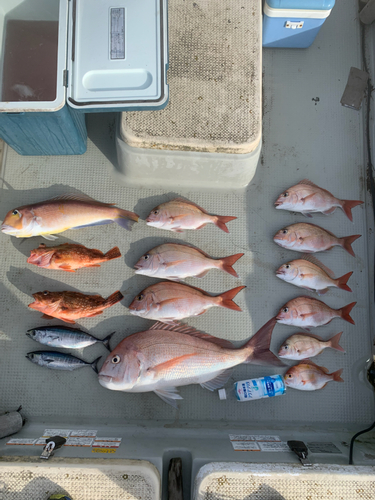 タイの釣果