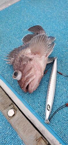 マゾイの釣果