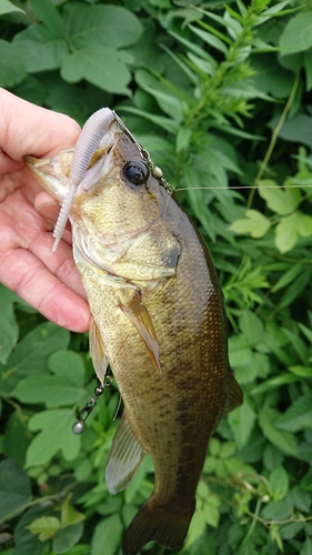 ブラックバスの釣果