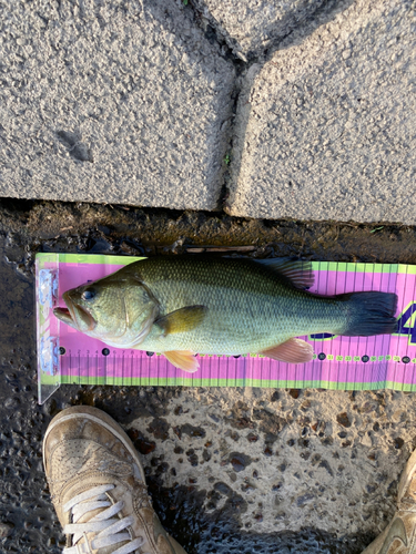 ブラックバスの釣果