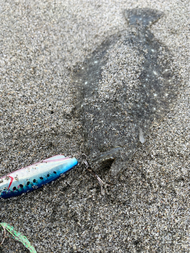 ソゲの釣果