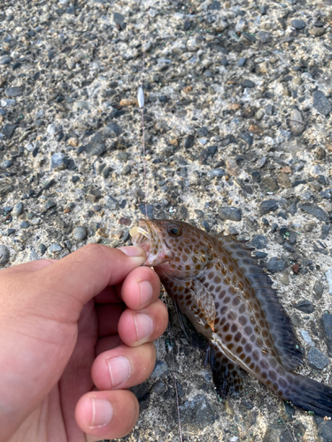 オオモンハタの釣果