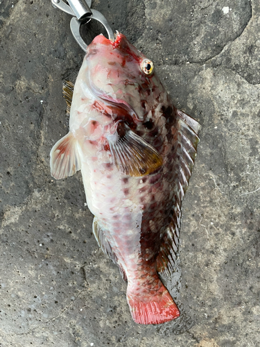 ブダイの釣果