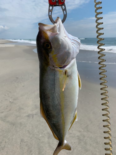 ショゴの釣果