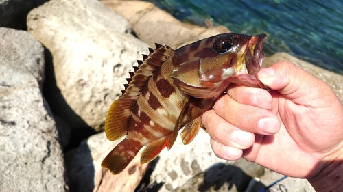 アカハタの釣果