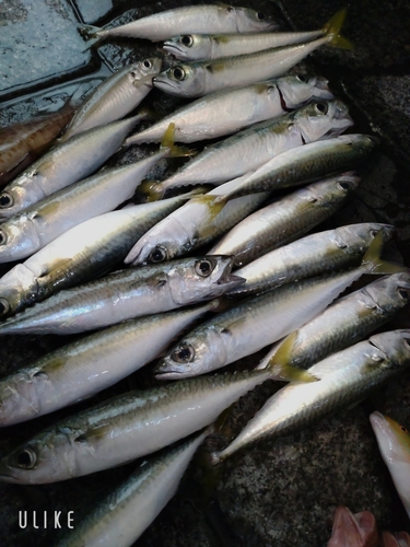 サバの釣果