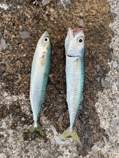 サバの釣果