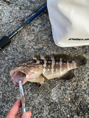 ハタの釣果