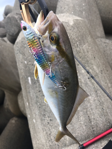 ショゴの釣果