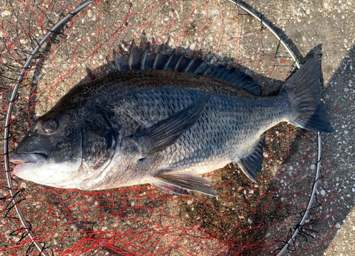 チヌの釣果