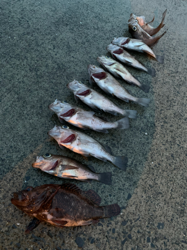 メバルの釣果