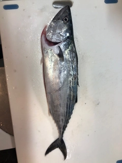 ハガツオの釣果