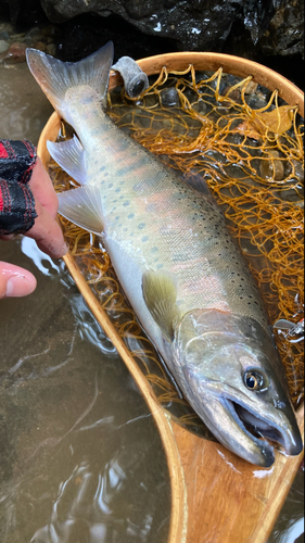 ヤマメの釣果