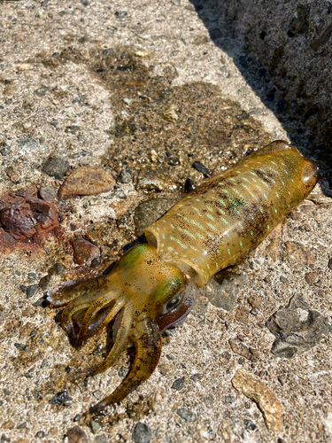 アオリイカの釣果