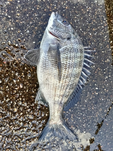 クロダイの釣果