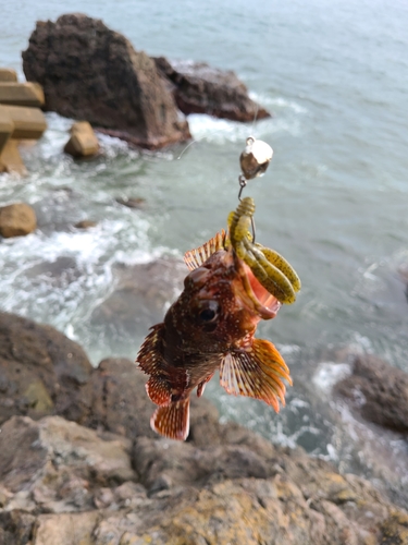 カサゴの釣果