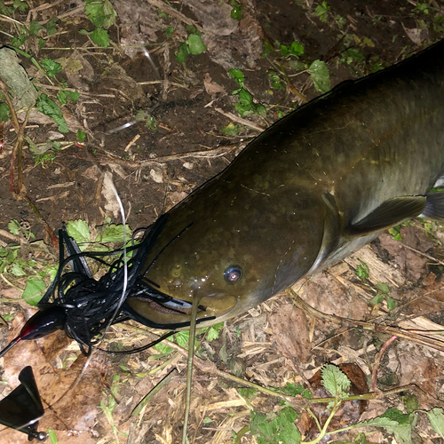 ナマズの釣果