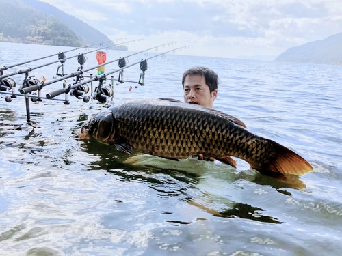 コイの釣果