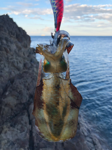 アオリイカの釣果