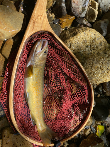 ヤマトイワナの釣果