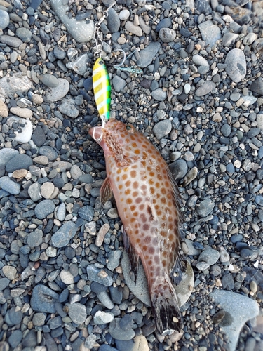 オオモンハタの釣果