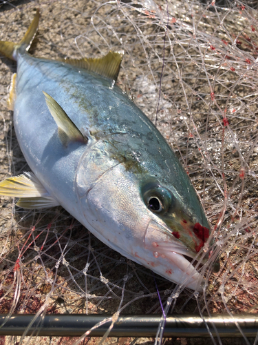 イナダの釣果