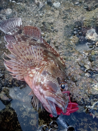 アラカブの釣果