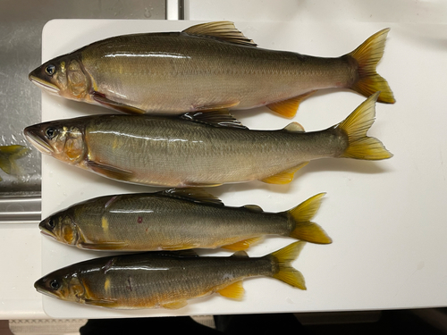 アユの釣果