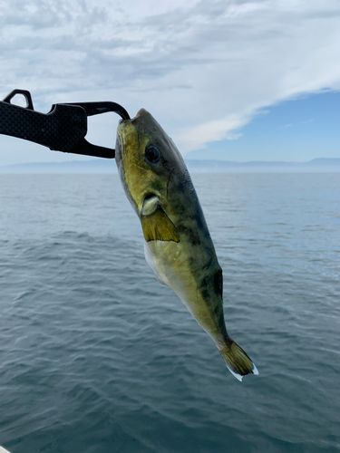 シロサバフグの釣果